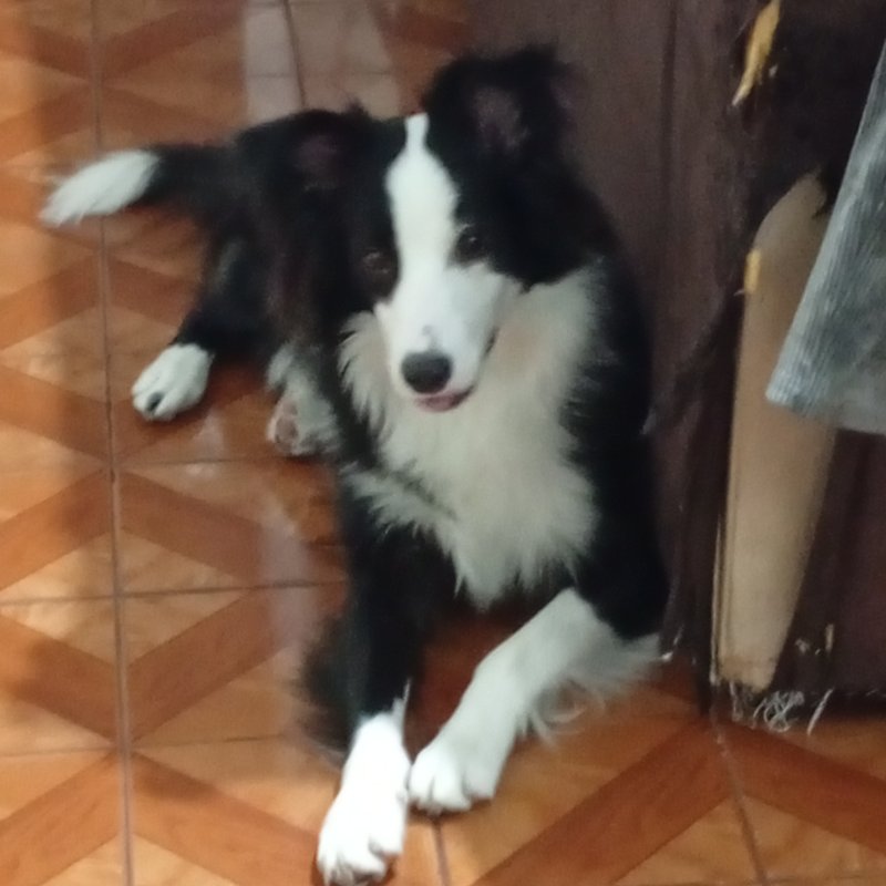 Simon