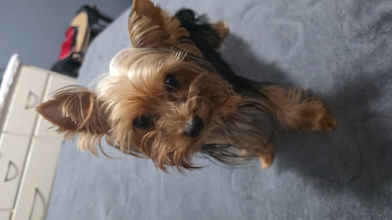 Brownie