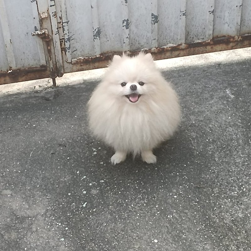 Chico