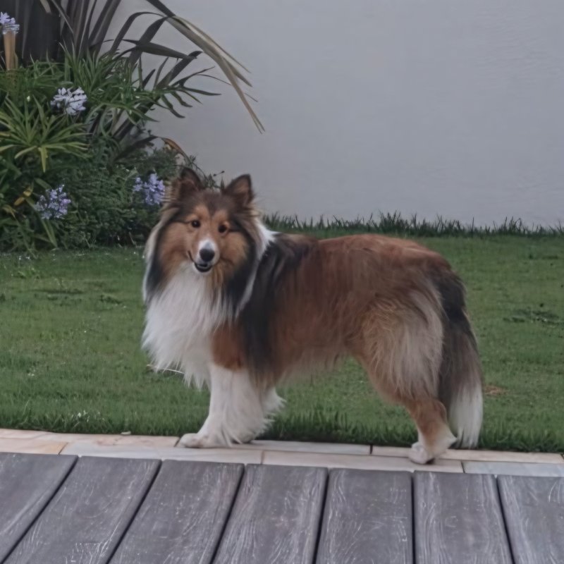 Pitico