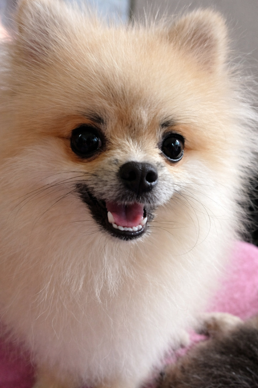 Oi, eu me chamo Theodoro! Sou um Spitz Alemão Anão de 9 meses 🐾