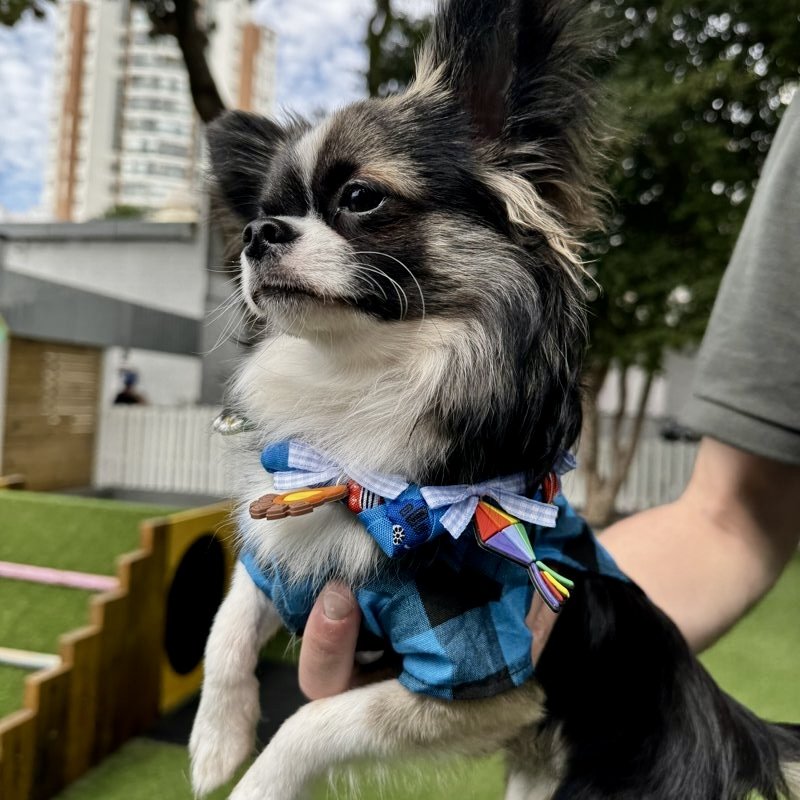José