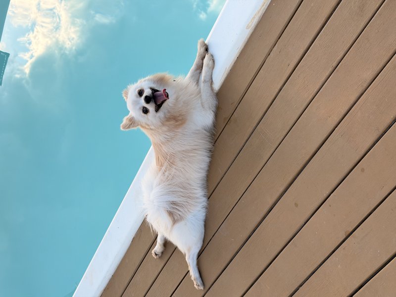 Pup