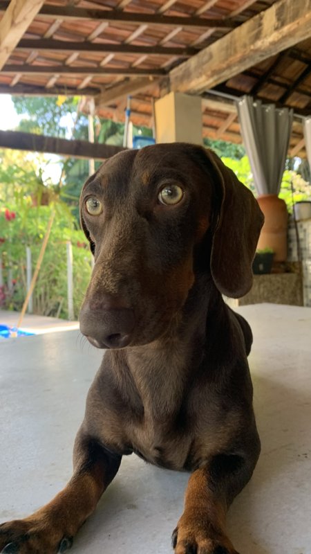 FRED