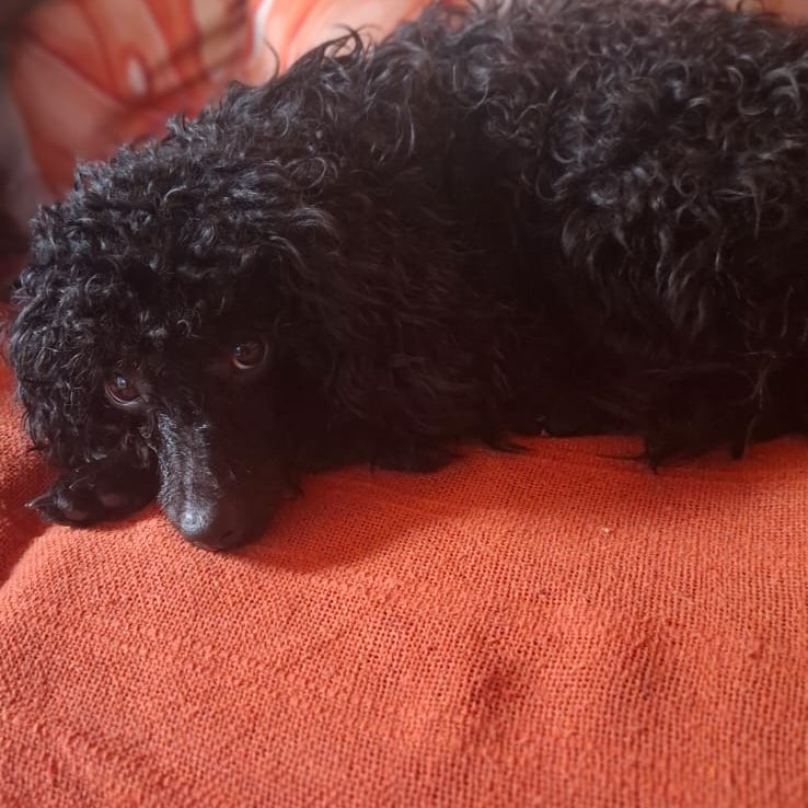 Mocinha