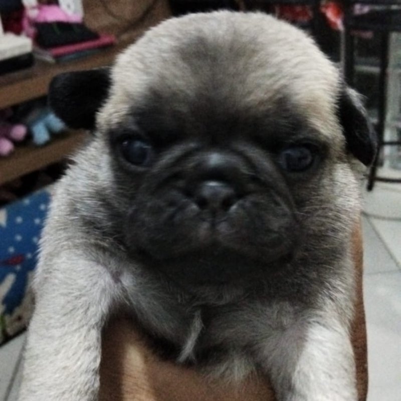 Filhotes de pug